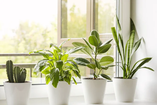 Home Flowers Plants White Pots Windowsill Sansevieria Ficus Elastica Spathiphyllum — Stock Photo, Image