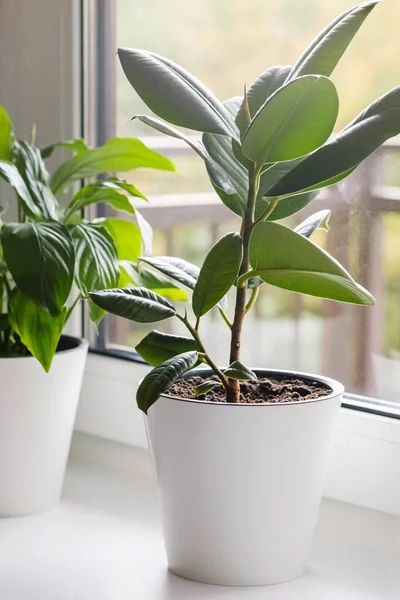 Ficus Elastica Dalam Pot Putih Jendela Konsep Perawatan Tanaman Rumah — Stok Foto