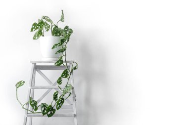 Beyaz tenceredeki güzel Monstera Maymun Maskesi beyaz arka planda beyaz bir kaide üzerinde duruyor. Beyaz bir arka planda ev bitkisi canavarı..