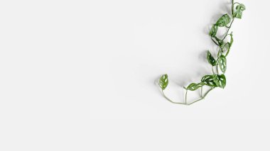 Güzel bitki Monstera Maymun Maskesi. Beyaz bir arka planda ev bitkisi Monstera obqua. Liana duvarda asılı duruyor. İç mekandaki minimalizm kavramı. Metnin için boş boşluk
