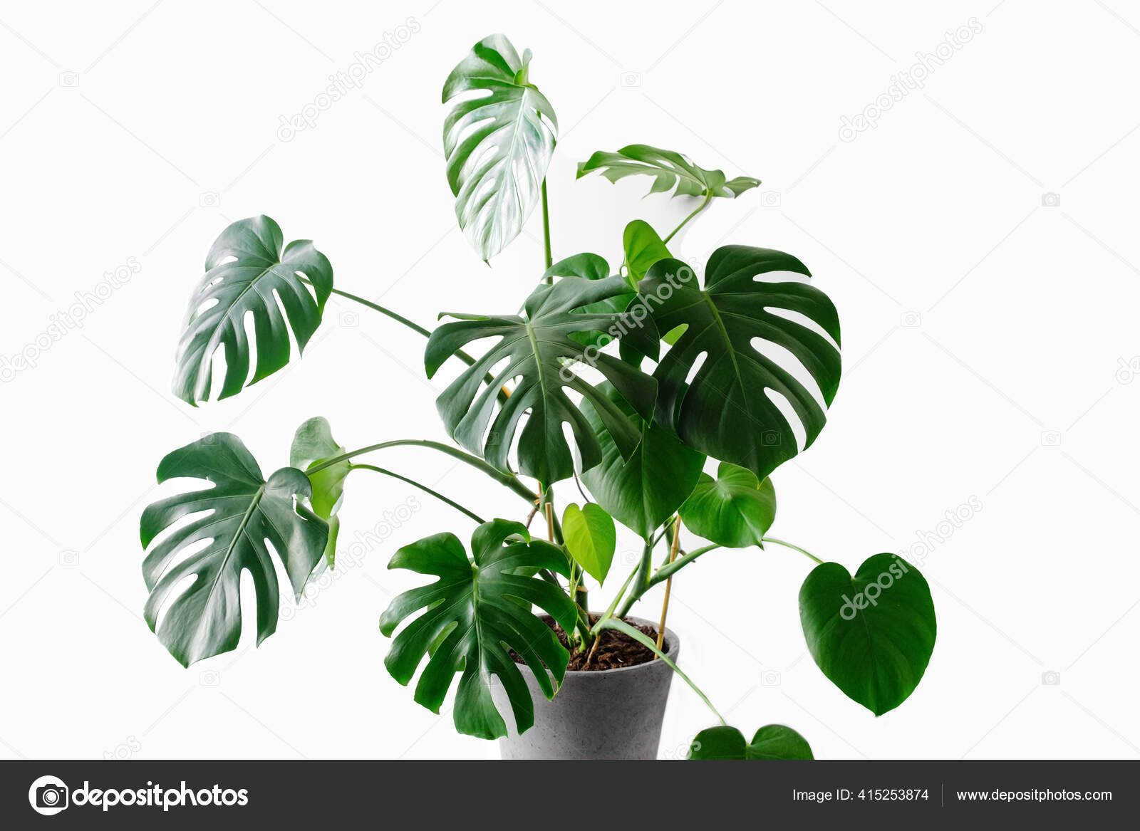 Monstera Deliciosa Swiss Cheese Plant White Background Monstera Modern