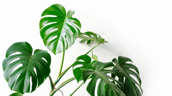 Beyaz arka planda Monstera Deliciosa ya da İsviçre peyniri bitkisi. Modern bir iç mekanda canavar, minimalizm ve skandal tarzı. Renklerin güzel bir kombinasyonu: yeşil ve beyaz.
