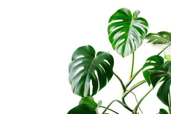 Beyaz arka planda Monstera Deliciosa ya da İsviçre peyniri bitkisi. Modern bir iç mekanda canavar, minimalizm ve skandal tarzı. Renklerin güzel bir kombinasyonu: yeşil ve beyaz.