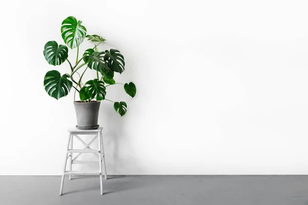Monstera deliciosa ya da İsviçre peynir bitkisi gri beton bir saksıda beyaz arka planda beyaz bir kaide üzerinde duruyor. Hipster İskandinav tarzı iç mekan. Boş beyaz duvar ve kopyalama alanı.