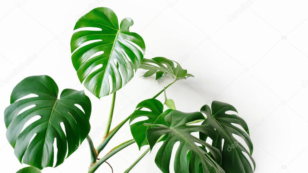 Monstera deliciosa or Swiss cheese plant on a white background. Monstera in a modern interior, the concept of minimalism and scandy style. A beautiful combination of colors: green and white.