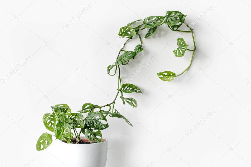 Beautiful plant Monstera Monkey Mask in a white pot stands on a white pedestal on a white background. Houseplant Monstera obliqua on a white background
