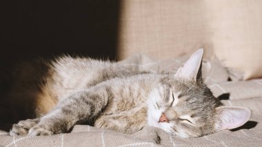 Evcil çizgili gri bir kedi bej bir ekosenin altında kanepede yatıyor ve uyuyor. Evin içindeki kediyi diyorum. Veteriner klinikleri için görüntü, kedilerle ilgili siteler