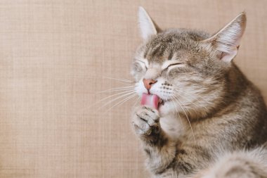 Evcil bir tekir kedi kanepede oturur ve yıkanır. Kedi hijyeni. Seçici odaklanma. Evin içindeki kediyi diyorum. Veteriner klinikleri için görüntü, kedilerle ilgili siteler