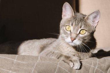 Sarı gözlü güzel çizgili gri bir kedi. Evcil bir kedi bej bir ekosenin altında kanepede yatıyor. Evin içindeki kediyi diyorum. Veteriner klinikleri için görüntü, kedilerle ilgili siteler.