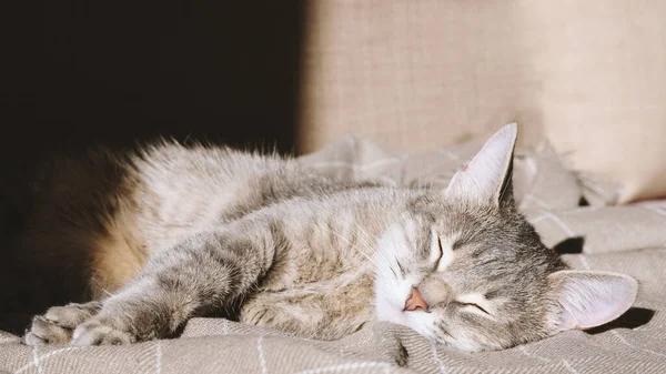 Inhemsk Randig Grå Katt Ligger Soffan Beige Rutig Och Sover — Stockfoto