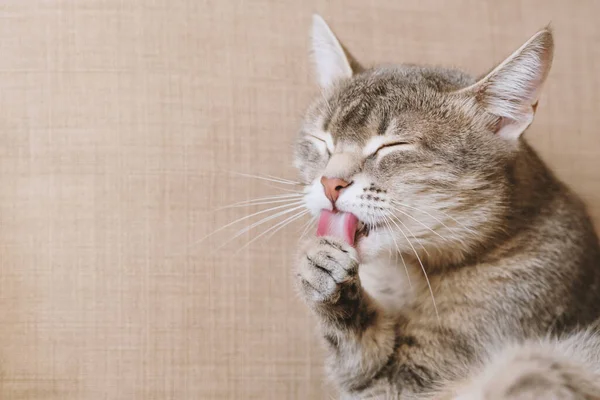 Gato Cinza Tabby Doméstico Senta Sofá Lava Higiene Dos Gatos — Fotografia de Stock