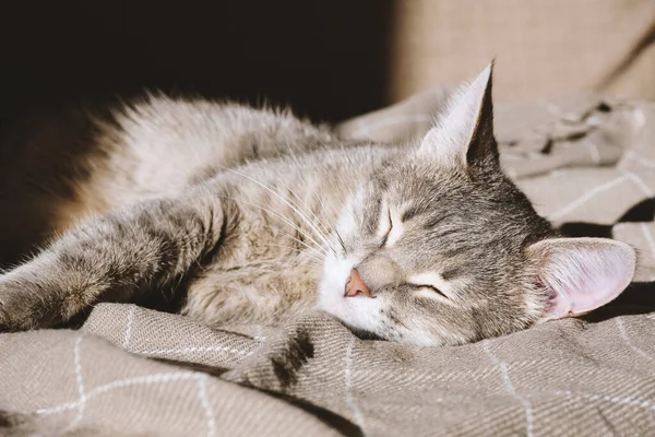 Evcil Çizgili Gri Bir Kedi Bej Bir Ekosenin Altında Kanepede — Stok fotoğraf