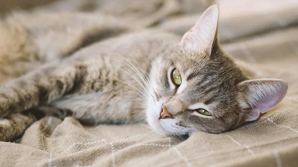Sarı Gözlü Güzel Çizgili Gri Bir Kedi Evcil Bir Kedi — Stok fotoğraf