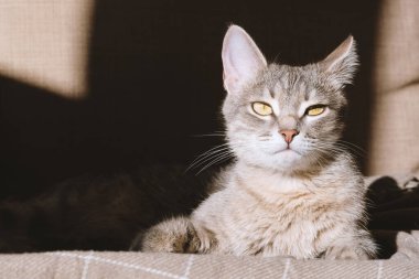 Sarı gözlü güzel çizgili gri bir kedi. Evcil bir kedi bej bir ekosenin altında kanepede yatıyor. Evin içindeki kediyi diyorum. Veteriner klinikleri için görüntü, kedilerle ilgili siteler.
