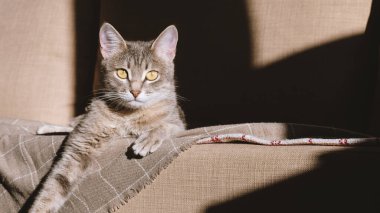 Sarı gözlü güzel çizgili gri bir kedi. Evcil bir kedi bej bir ekosenin altında kanepede yatıyor. Evin içindeki kediyi diyorum. Veteriner klinikleri için görüntü, kedilerle ilgili siteler.