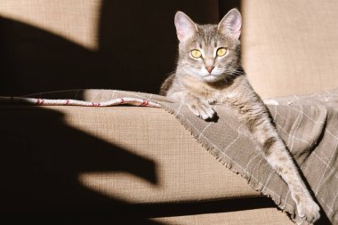 Sarı gözlü güzel çizgili gri bir kedi. Evcil bir kedi bej bir ekosenin altında kanepede yatıyor. Evin içindeki kediyi diyorum. Veteriner klinikleri için görüntü, kedilerle ilgili siteler.