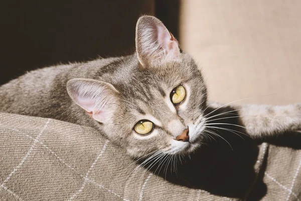 Sarı Gözlü Güzel Çizgili Gri Bir Kedi Evcil Bir Kedi — Stok fotoğraf