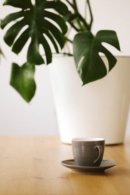 Üzerinde espresso olan gri bir fincan bir canavar bitkisinin arka planına karşı ahşap bir masanın üzerinde duruyor. Bir kahve dükkanının iç tarafındaki peynirci ya da peynirci..