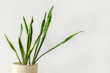 Sansevieria modern bir iç mekanda, minimalizm ve skandal tarzı. Renklerin güzel bir kombinasyonu: yeşil ve beyaz. Modern bir iç mekanın ayrıntıları.