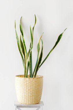 Sansevieria modern bir iç mekanda, minimalizm ve skandal tarzı. Renklerin güzel bir kombinasyonu: yeşil ve beyaz. Modern bir iç mekanın ayrıntıları.