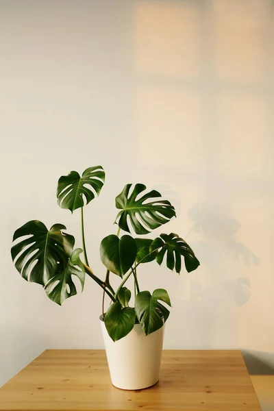 Monstera Queijo Suíço Planta Vaso Flores Brancas Sobre Mesa Madeira — Fotografia de Stock