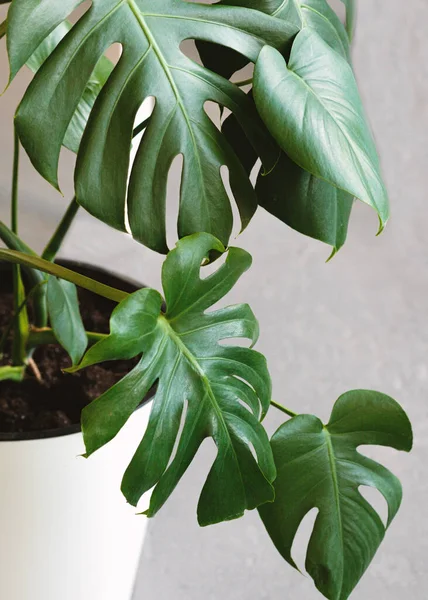 Close Van Monsterabladeren Monstera Zwitserse Kaas Plant Witte Bloempot Een — Stockfoto