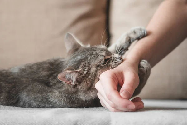 Saldırgan gri kedi sahiplerine saldırdı. Güzel, sevimli bir kedi kadın eliyle oynuyor ve tuhaf duygularla ısırıyor.