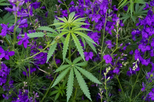 Mor çiçekler arasında yeşil marihuana büyüyor. Tıbbi marihuana, tıbbi amaçlar için uyuşturucu yetiştirme.