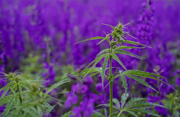 Mor çiçekler arasında yeşil marihuana büyüyor. Tıbbi marihuana, tıbbi amaçlar için uyuşturucu yetiştirme.