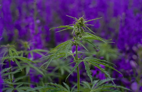 Mor çiçekler arasında yeşil marihuana büyüyor. Tıbbi marihuana, tıbbi amaçlar için uyuşturucu yetiştirme.