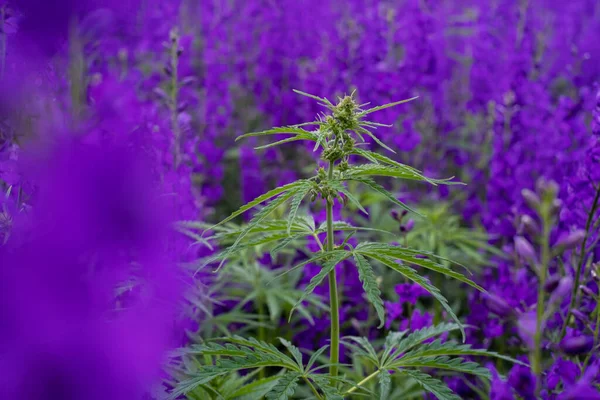 Mor çiçekler arasında yeşil marihuana büyüyor. Tıbbi marihuana, tıbbi amaçlar için uyuşturucu yetiştirme.