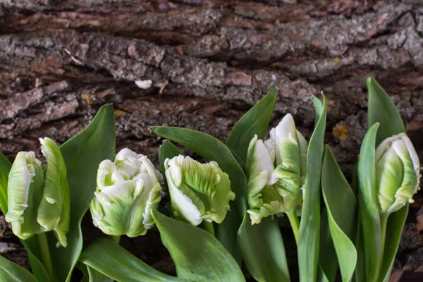 Top view of a horizontal line of five laying tulips with white and green terry petals on a bark background.Text space