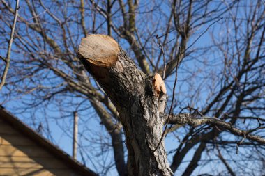 Elma ağacı kesilerek kapalı Bahar Dalı