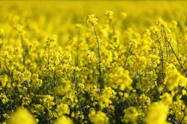 Bahar sırasında tecavüz çiçekleri alanı
