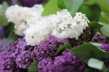 leylak çiçekleri baharda beyaz ve menekşe