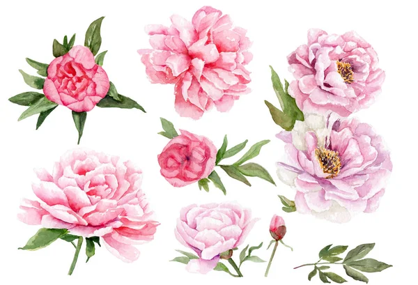 Dessins Aquarelle Pivoines Ensemble Fleurs Feuilles Sur Fond Blanc — Photo