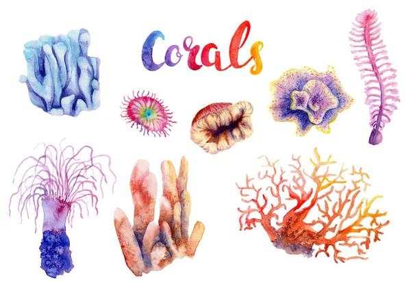 Acuarela Dibujos Coral Del Mar Rojo Conjunto —  Fotos de Stock