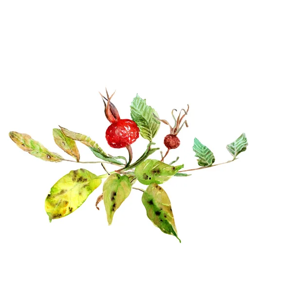 Aquarellzeichnungen Von Herbstblättern Und Früchten Komposition Rahmen — Stockfoto