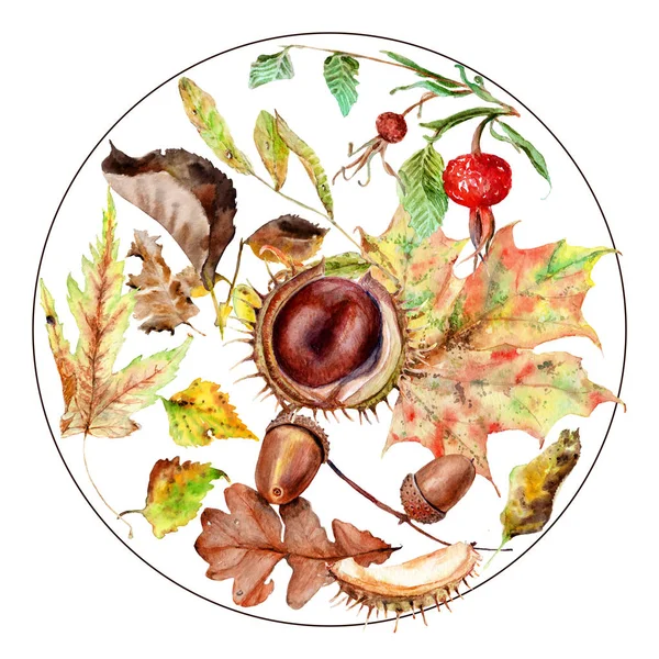 秋季树叶和水果水彩图画 — 图库照片