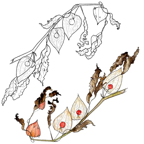 サイサリスの枝の水彩画、グラフィックの描画 — ストック写真