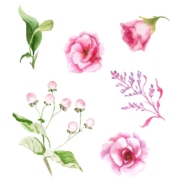 夏季花卉水彩画, 集, 素描 — 图库照片