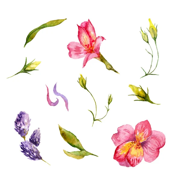 夏季花卉水彩画, 集, 素描 — 图库照片