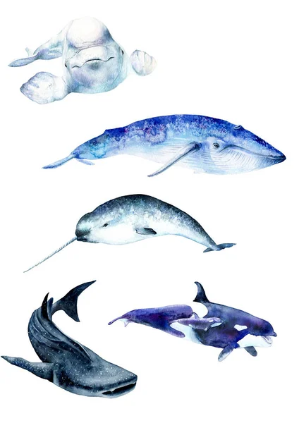 Pôster de pinturas aquarela. Animais de baleia: narval, baleia azul, tubarão-baleia-beluga, esboço — Fotografia de Stock