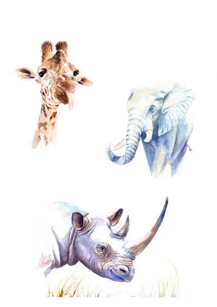 Cartel con dibujos en acuarela. Animales salvajes: elefante, jirafa, rinoceronte —  Fotos de Stock