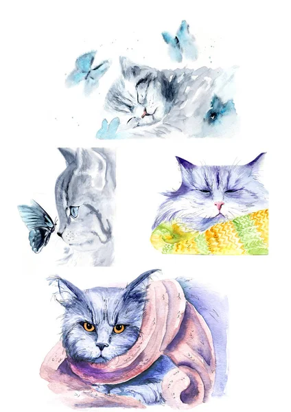 Affiche Avec Dessins Aquarelle Chats Avec Papillon Chats Dans Une — Photo