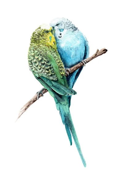 Watercolor drawing birds. A pair of lovers wavy parrots — Stock Photo, Image