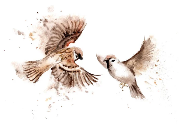Akvarelu kresby ptáků. Dvojice stoupající vrabci — Stock fotografie