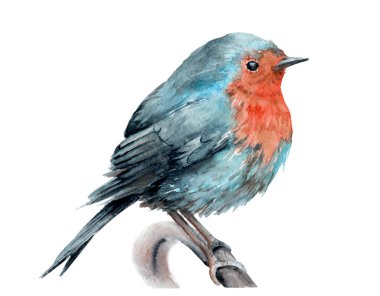 Suluboya bir kuş çizim. Robin dal
