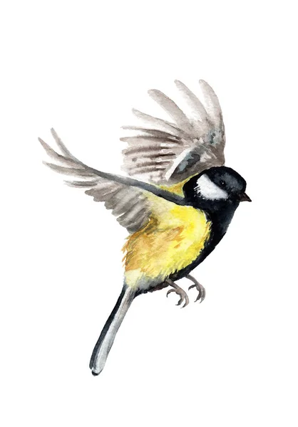 Watercolor drawing of a bird. tit in flight — Stock Photo, Image