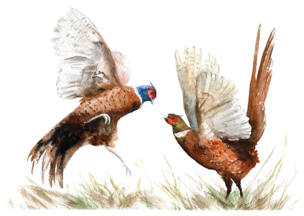 Akwarela, rysunek ptaków. dwa bażanty w trawie — Zdjęcie stockowe